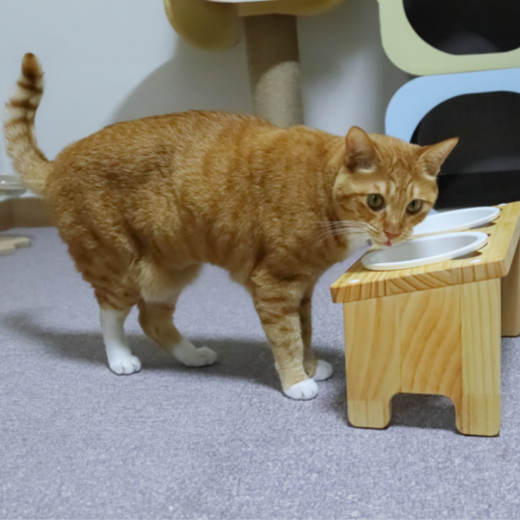  고양이 식기 캣토피아 원목제작 고급스러운 고양이밥그릇