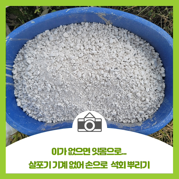  마늘 농사 준비~!! 이가 없으면 잇몸으로... 살포기 기계 없어 손으로 석회 뿌리기