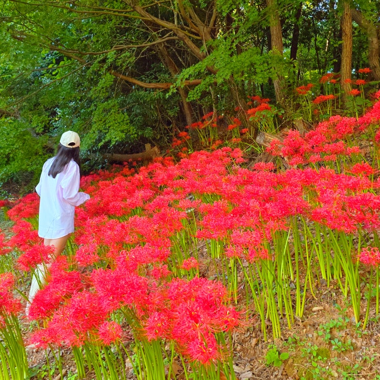  광주 공원 꽃무릇 산책로 유아숲체험장 518기념공원