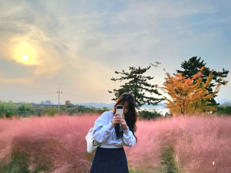  [익산 가볼만한곳 추천] 핑크뮬리 명소 달빛소리수목원