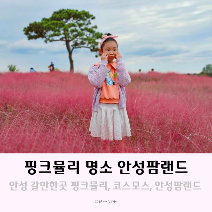 안성 갈만한곳 코스모스 핑크뮬리명소 안성팜랜드 가을꽃 축제 구경 안성 갈만한곳 코스모스 핑크뮬리명소 안성팜랜드 가을꽃 축제 구경