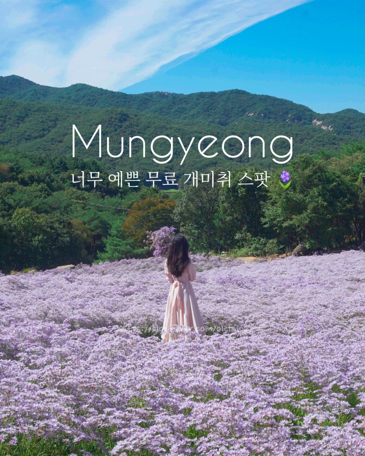  문경 입장료무료 개미취 명소 문희농원 위치, 주차 정보