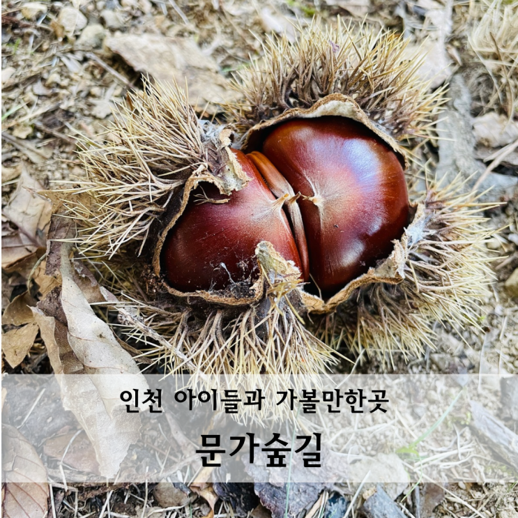  인천 아이들과 가볼만한곳 문가숲길 가을 알밤줍기체험