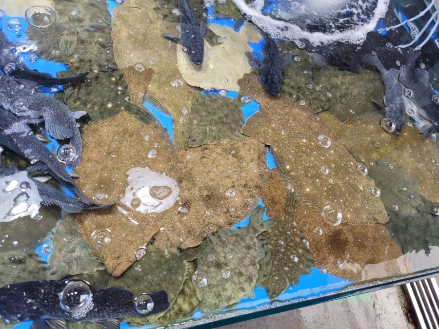 효선네 사진 6