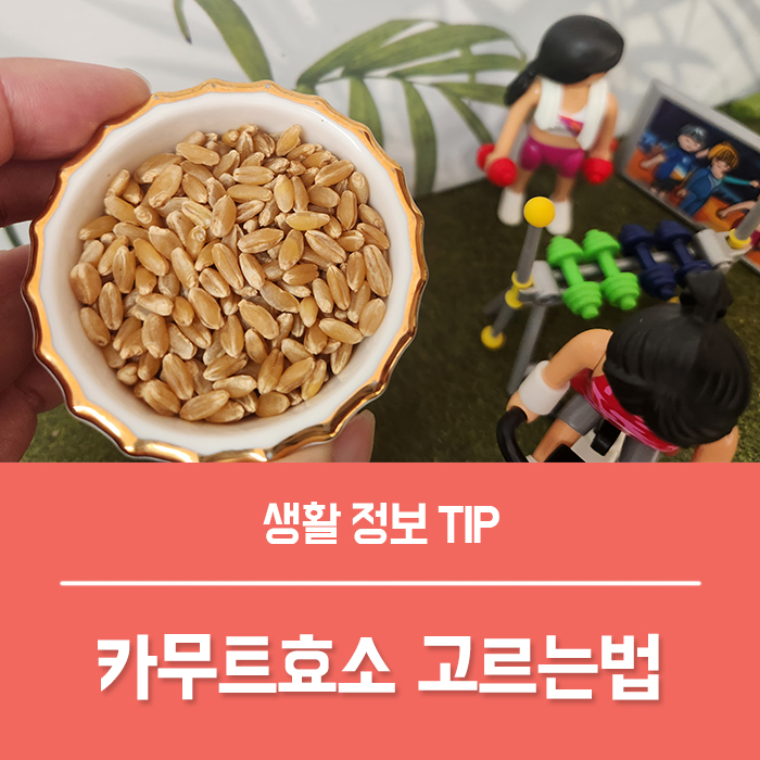  카무트효소 고르는법 카무트 효능 체중감량을 위한 복용법!