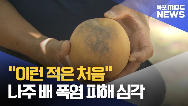 “이런 적은 처음”...나주 배 농가 폭염 피해 심각 “이런 적은 처음”...나주 배 농가 폭염 피해 심각