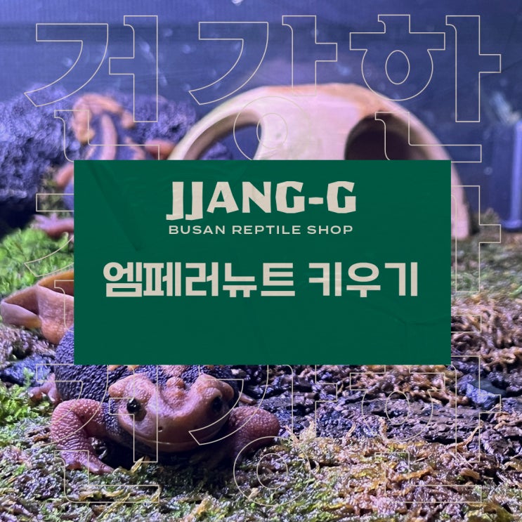  엠페러뉴트 키우기 사육방법 관리 팁 부산 짱지파충류 분양