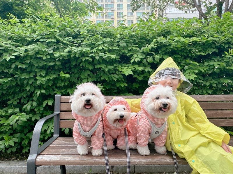 비오는날 강아지 산책, 쏘오옥 우비 올인원 비옷