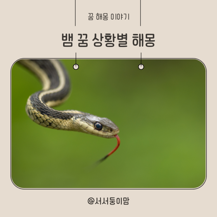  뱀 꿈해몽 뱀꿈 태몽일까 뱀 나오는꿈 뱀에 물리는꿈