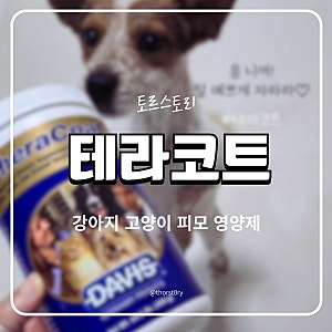 강아지 피모 영양제 테라코트 내돈내산