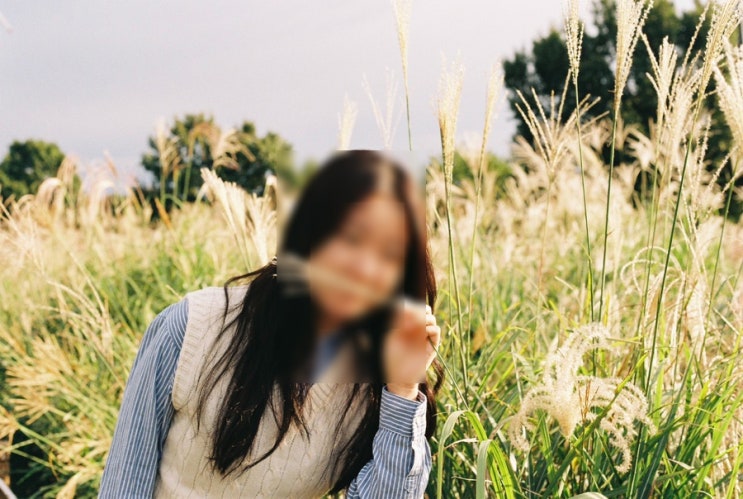 서울 하늘공원 억새 축제 상황, 주차 꿀팁, 계단 vs 맹꽁이 비교, 웨이팅 실화?