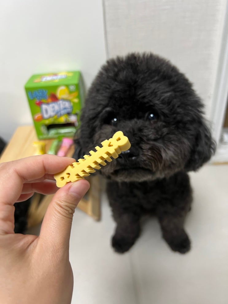  강아지 덴탈껌 추천 레이지독 덴탈프루츠 급여 후기