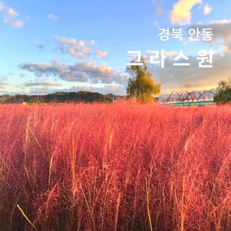  경북 안동 그라스원 핑크뮬리 명소 개화상태