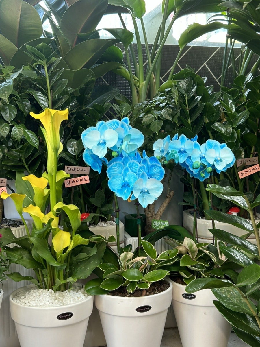 한아름꽃집 사진 5