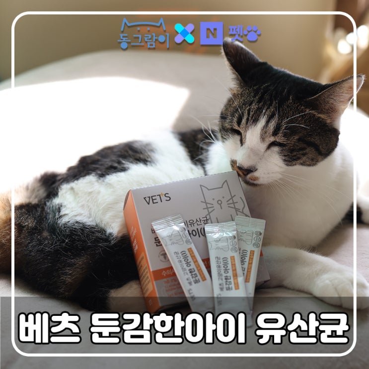  고양이 변비 토끼똥에는 네이버펫 베츠 증상별 유산균 둔감한아이로 맞춤접근해요