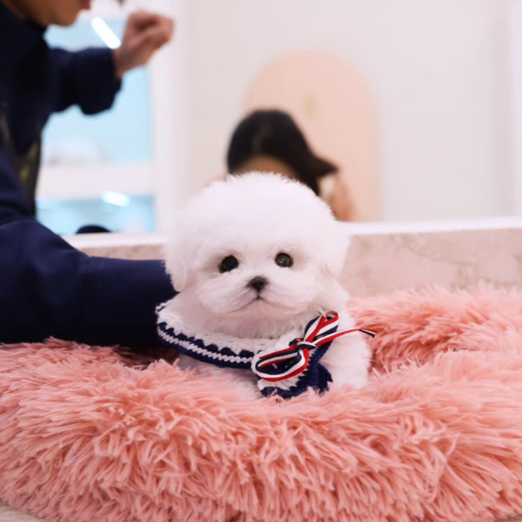  부산미니비숑분양 감동의 순간을 테디럽과