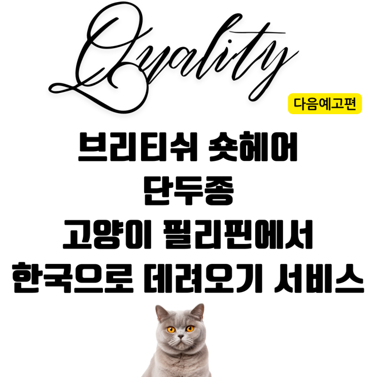  강아지 고양이 반려동물 반려견 반려묘 애완동물 단두종 단두묘 필리핀 마닐라 클락 세부 수입허가 해외운송 검역 서류 핸드캐리운송 [전문서비스] 예고편