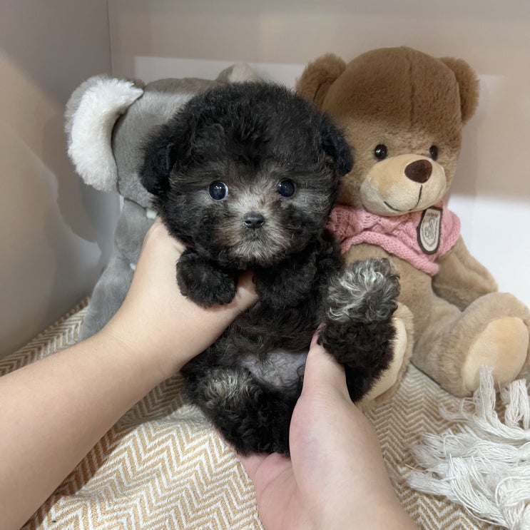  울산강아지분양사이트 매주 진행하는 할인 분양 이벤트 10월 첫주 스타트 !