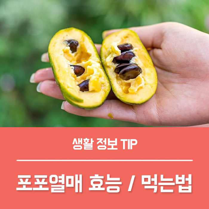  포포열매 효능, 포포나무 열매 포포 먹는방법 총정리!