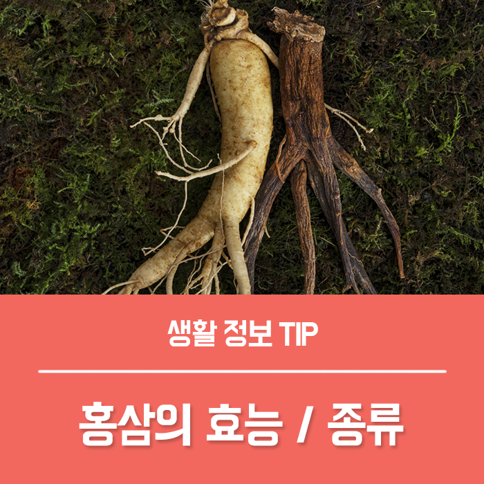  홍삼의효능 홍삼종류 홍삼 복용법 제대로 고르는법은?