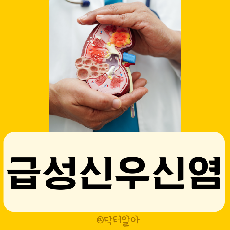  급성신우신염 (acute pyelonephritis)의 정의, 증상, 진단 및 치료