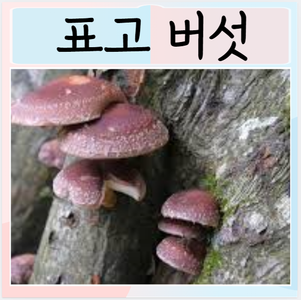  표고버섯 효능 부작용 요리 재배