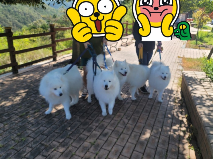  부산콜밴/부산시에서인천공항/지방에서인천공항/대형견/반려견과함께출국/인천공항콜밴/대형택시/펫택시/반려견동반이동/요금/가격/비용/예약