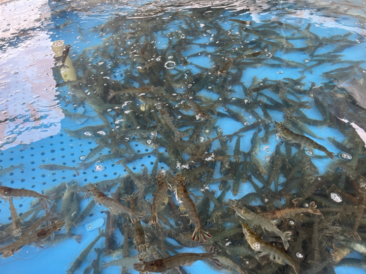  가을 제철음식 강화도 가볼만한 대하 구이 맛집 선두수산 1kg 가격/라면/버터구이