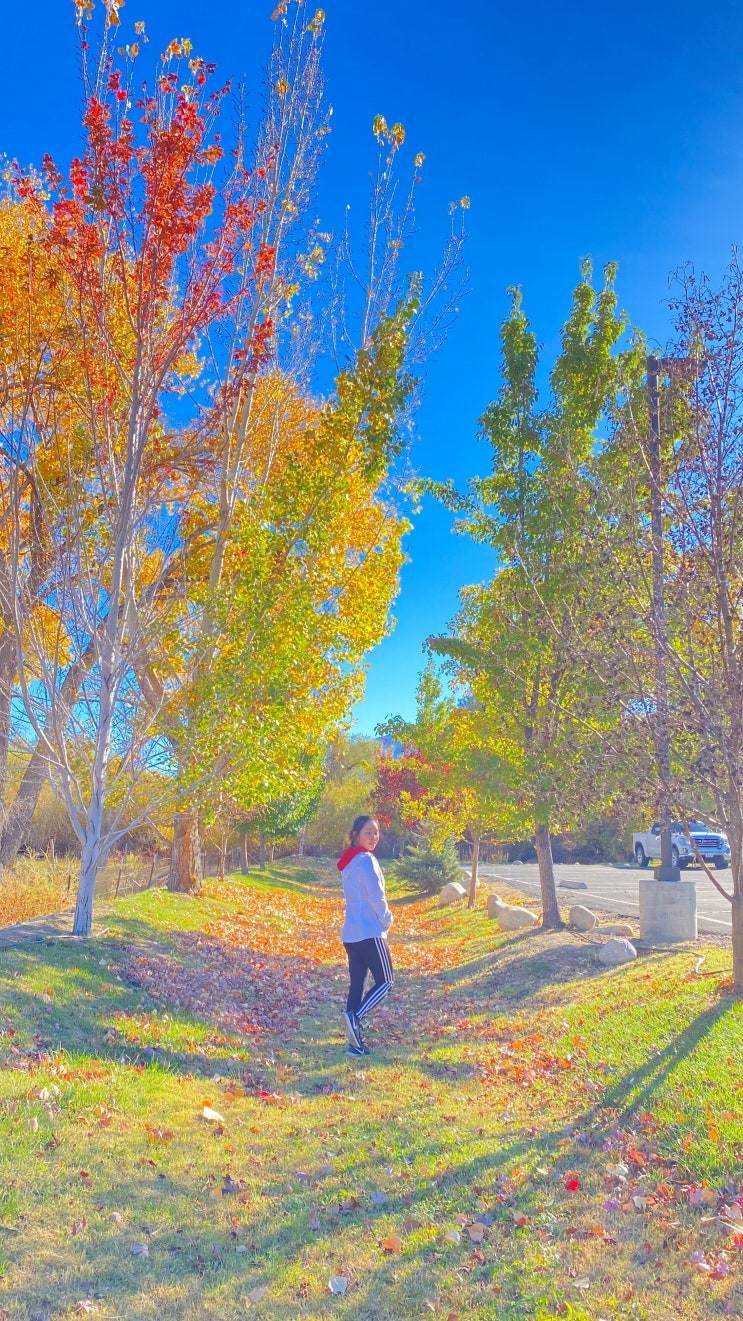  [Bishop, Mamoth Lakes] 비숍, 맘모스 레이크스, 요세미티 티오가 로드 캘리포니아 단풍여행 10월 2박 3일 일정 애견동반 샌프란시스코