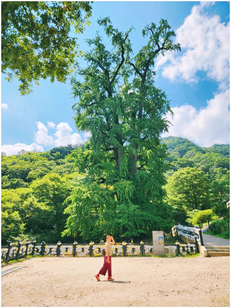  용문사 은행나무_ 경기도 양평 대표 가을 여행지 단풍 전 방문 후기