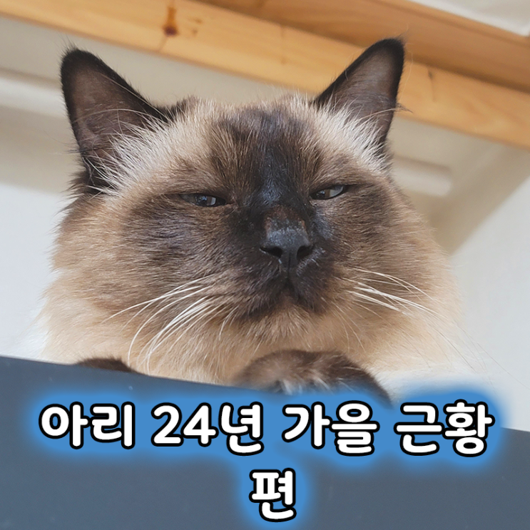  샴 발리니즈 고양이 아리의 24년 가을 근황 2편