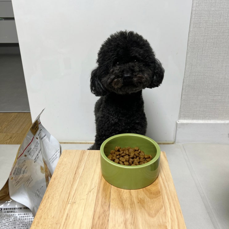  강아지 밥 주는 시간과 횟수, 새끼와 성견의 차이는?