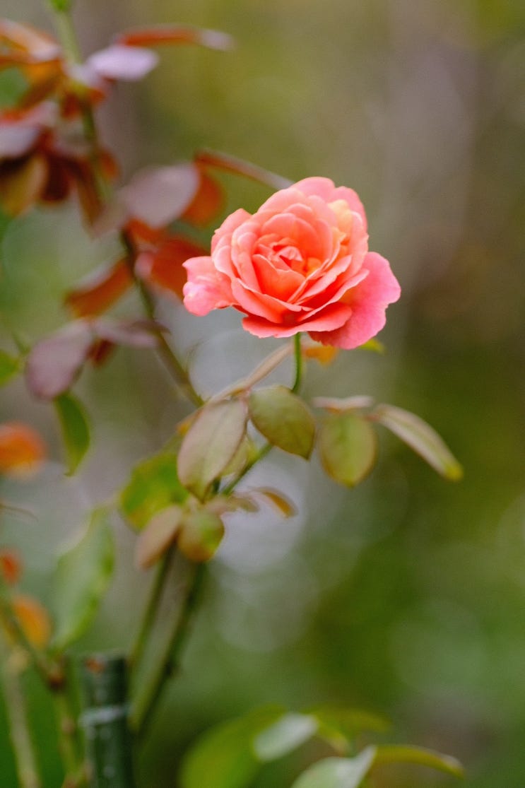 [사진] 후지필름 렌즈 XF90mm f2 (테스트 사진 예시)