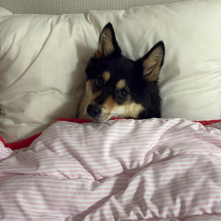 박지요 지요 지요 지요