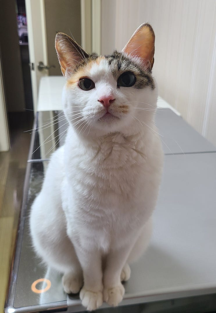  우리집 고양이 자랑하기>_< 1탄