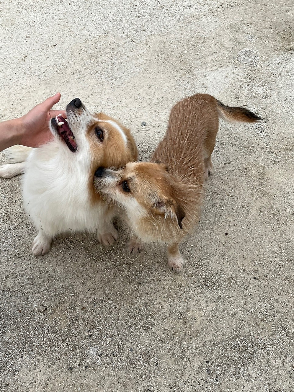 산타펜션 사진 4