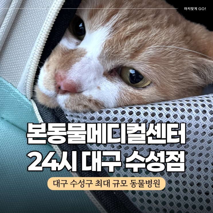  대구 24시 최대규모 동물병원  본동물메디컬센터 수성점 (고양이 신장 검사 후기)