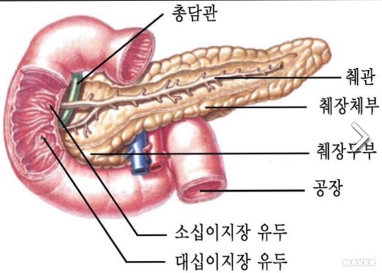  췌장 이상시 나타나는 증상은? 췌장이상시 나타나는 이상징후는?