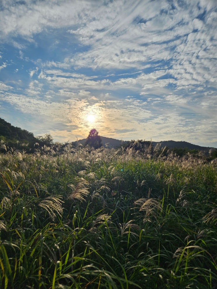 가을에는 더 좋은 인천대공원 피크닉 / 습지원 억새가 제철 / 사진찍기 좋은 곳
