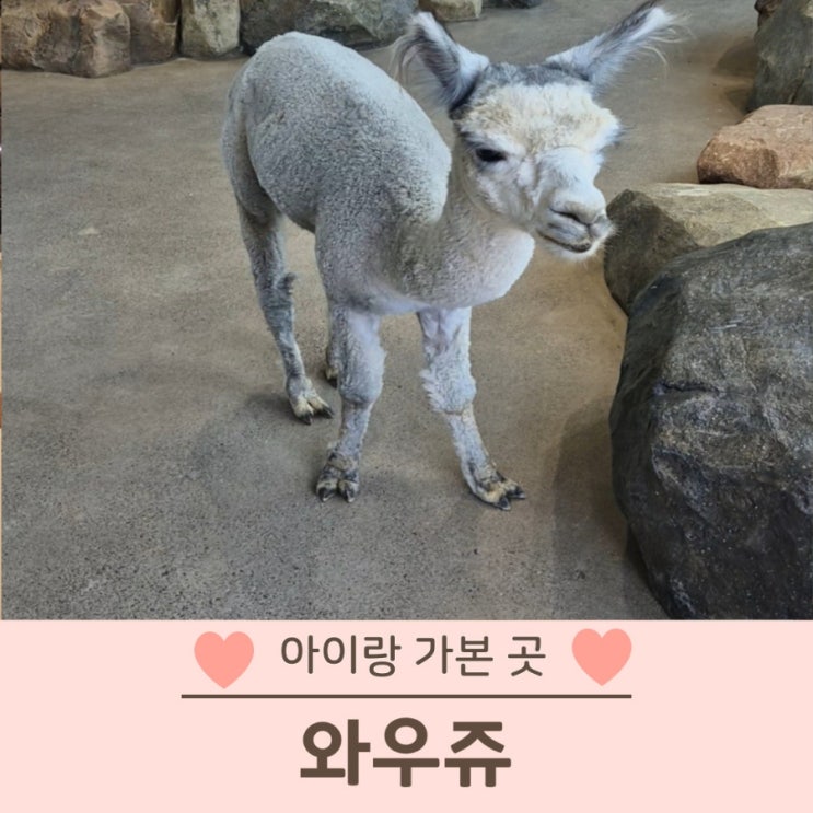  와우쥬 울산 동물원 솔직 후기