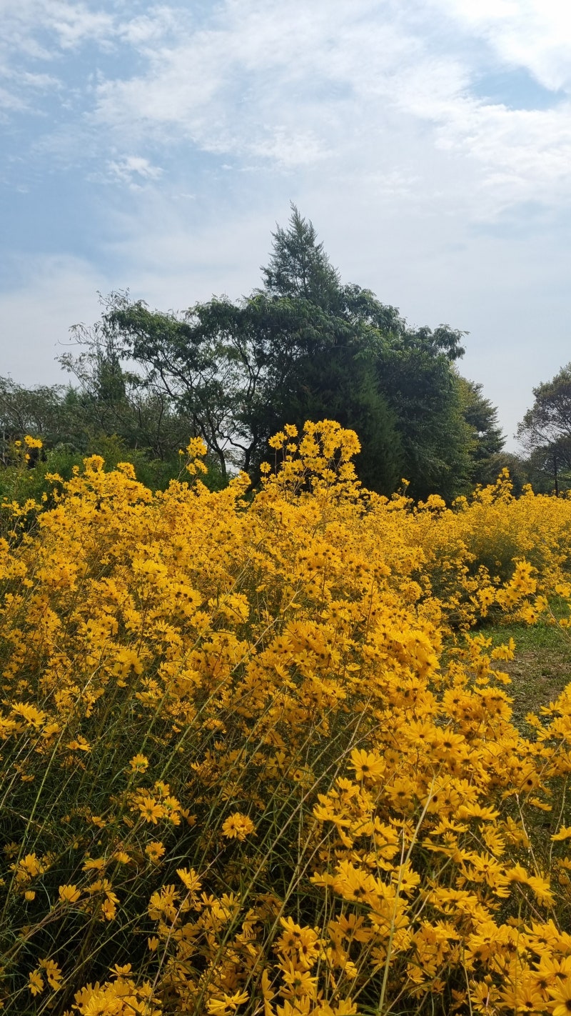 Campi Fioriti In Autunno의 사진 | 로열티 프리 이미지 및 고해상도 사진 다운로드 | cizucu, image size:800x1422