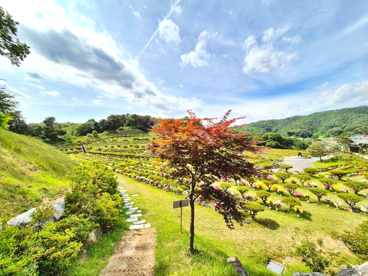  수목장 나무 종류 알아보기
