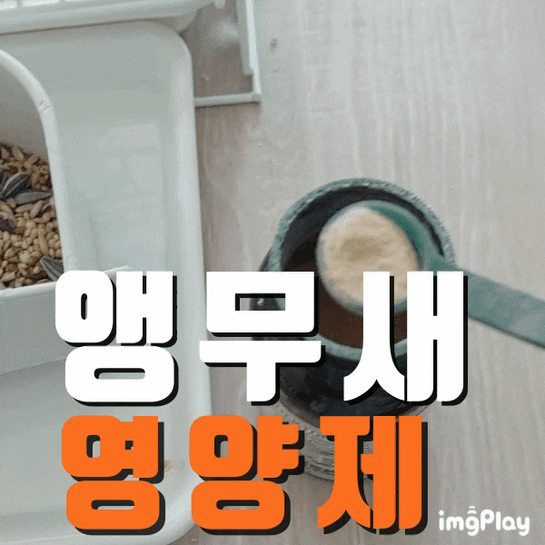  반려조 파인애플 코뉴어앵무새_넥톤 프리바이탈 영양제로 부리 튼튼