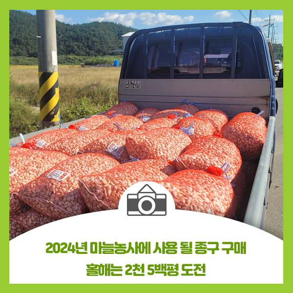  2024년 마늘농사에 사용 될 종구 구매, 직장인이 2천 5백평 도전