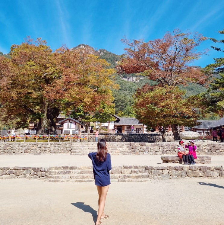  부안 내소사 단풍 절정시기 전나무숲길 10월 부안 여행