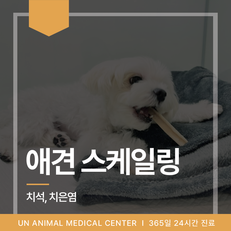 부산 애견 스케일링 잘하는 곳, 전문적인 치과 검진 후 치과 치료하세요