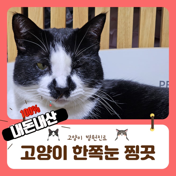  고양이 한쪽눈 못뜰때 각막상처 대처와 병원검사 및 진료비