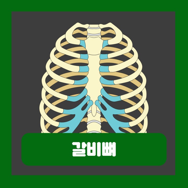  갈비뼈 실금 증상 금갔을때 회복기간 운동 골절 통증 늑골 개수