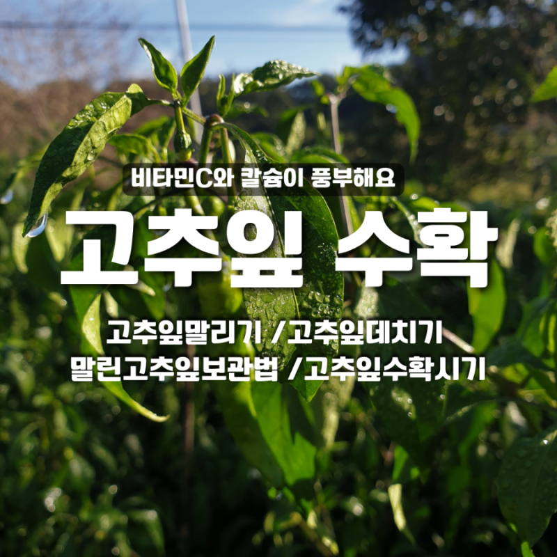 고추잎 말리기, 고추잎 데치기, 말린고추잎 보관법