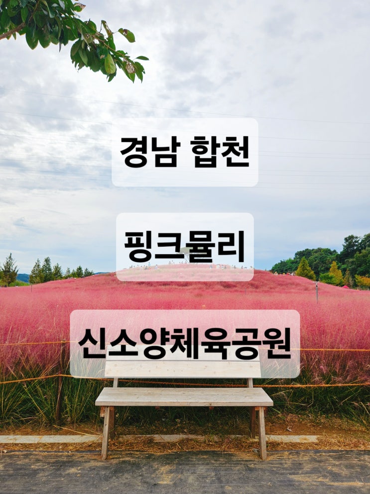  대구 근교 합천 핑크뮬리 코스모스가 너무 이쁜 가을 명소  합천 신소양체육공원